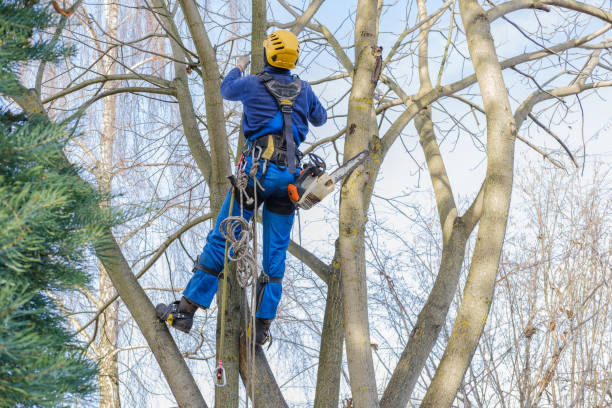 Best Palm Tree Trimming  in Aberdeen, IN