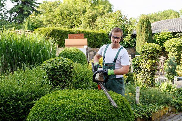 Professional Tree Services in Aberdeen, IN